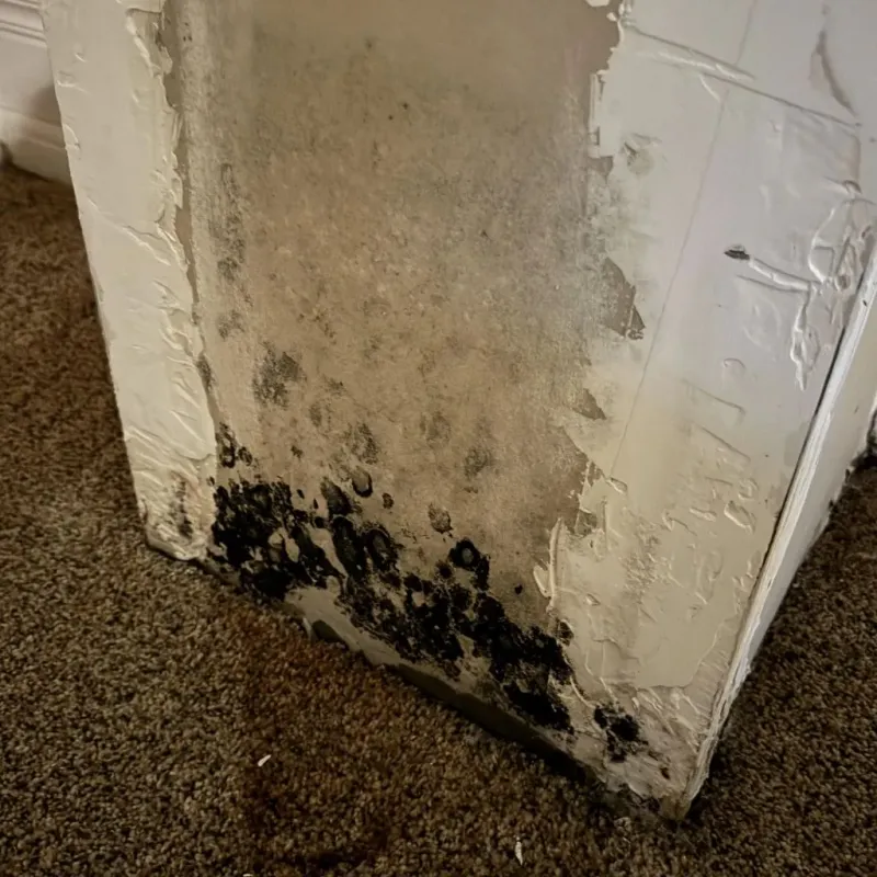 Professional Mold Removal in Coalinga, CA